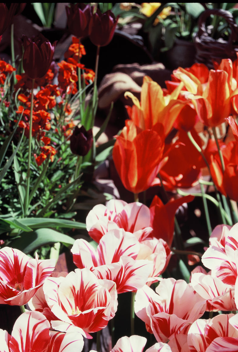 E6 Slide Film Process and Scan