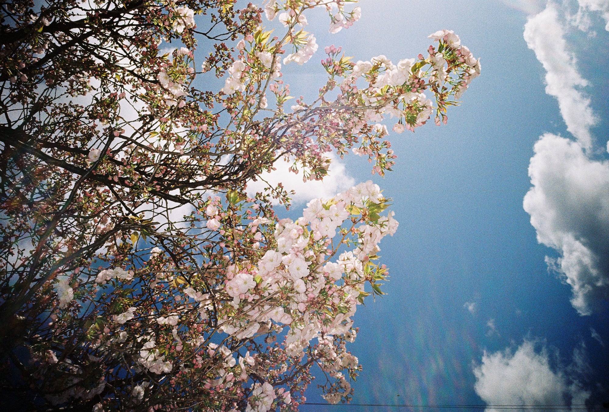 Film Negative Scanning